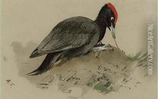 A Swedish woodpecker Oil Painting - Archibald Thorburn