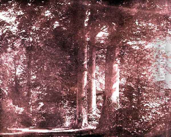 Beech Trees, Lacock Abbey, c.1844 Oil Painting - William Henry Fox Talbot