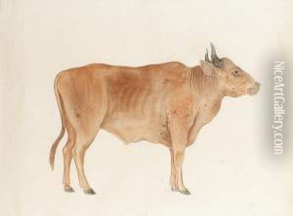 A Study Of An Ox Oil Painting - Ichigaku Okubo