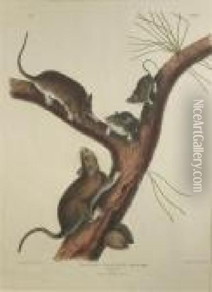 Neotoma Floridiana. Oil Painting - John James Audubon