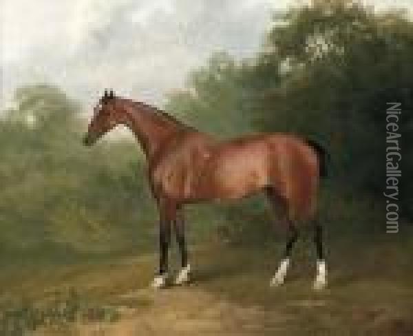 A Bay Horse In A Wooded Landscape Oil Painting - Sawrey Gilpin