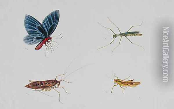 Insects, from 'Drawings of Animals, Insects and Reptiles from Malacca', c.1805-18 Oil Painting - Anonymous Artist
