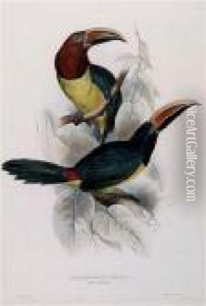 Pteroglossus Viridis Oil Painting - Edward Lear