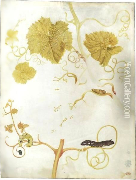 Two Caterpillars And A Chrysalis On A Vine Oil Painting - Maria Sibylla Merian