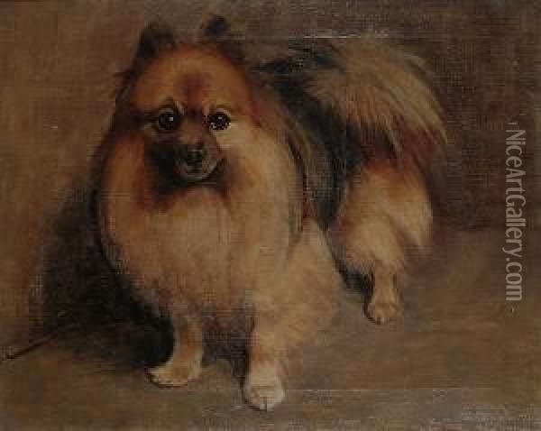 Chips, A Pomeranian. Oil Painting - Samuel Fulton