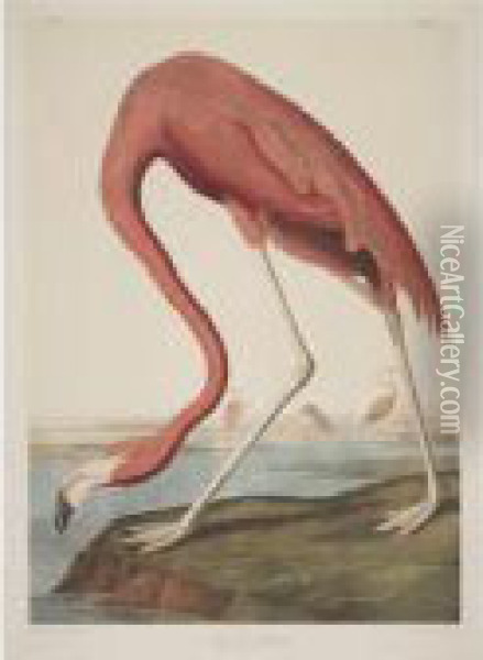 American Flamingo (plate 375) Oil Painting - John James Audubon