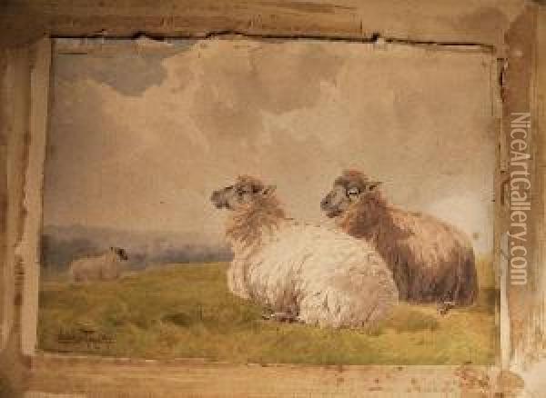Recumbent Sheep Oil Painting - Charles Pigott