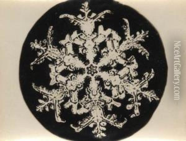 Elegant Studies Of Snow Crystals Oil Painting - Wilson Alwyn Bentley