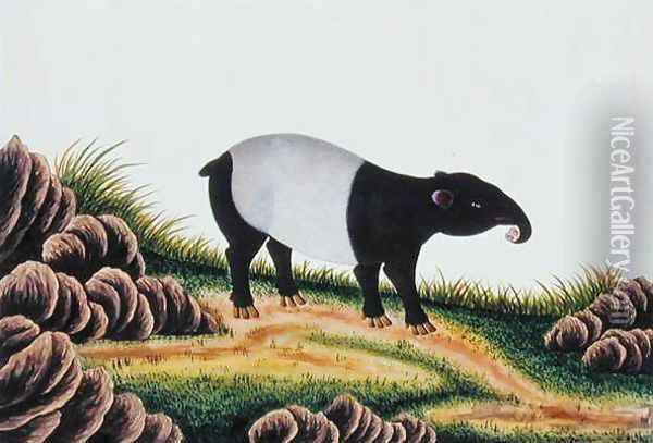 Tapir of Malacca, from 'Drawings of Animals, Insects and Reptiles from Malacca', c.1805-18 Oil Painting - Anonymous Artist