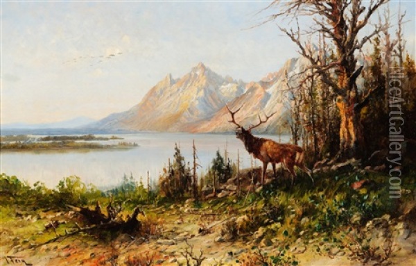 Elk At Jackson Lake, Wyoming Oil Painting - John Fery