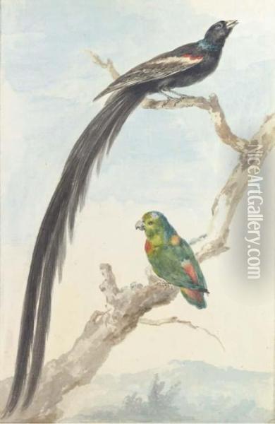 A Bird Of Paradise And A Parokeet Oil Painting - Aert Schouman