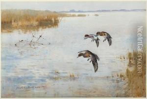Ducks Landing Oil Painting - Frank Southgate