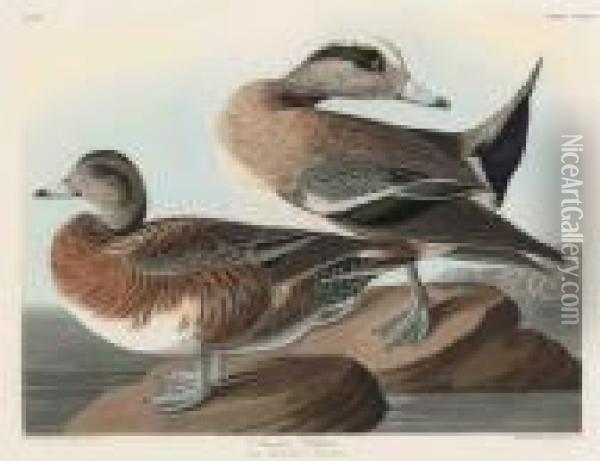 American Widgeon Oil Painting - John James Audubon