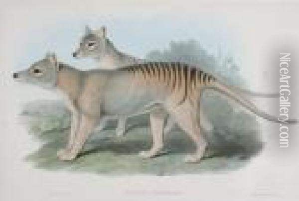 Thylacinus Cynocephalus (tasmanian Tiger) Oil Painting - John H. Gould