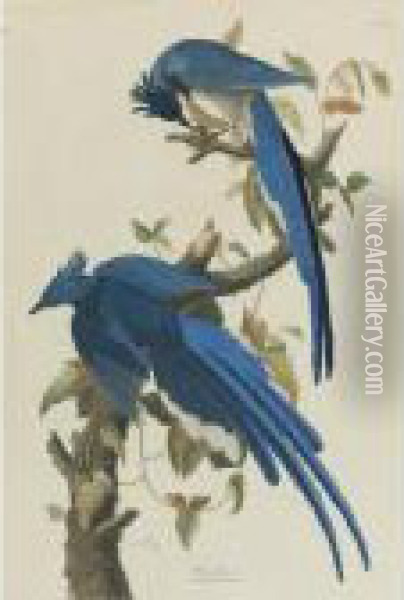 Columbia Jay (plate 96) Oil Painting - John James Audubon