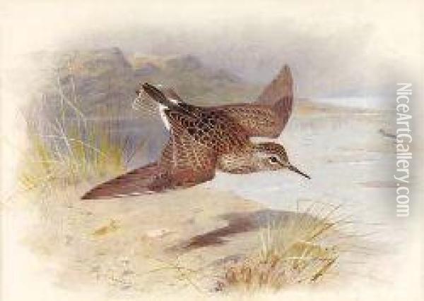 A Reeve In Flight Oil Painting - Archibald Thorburn