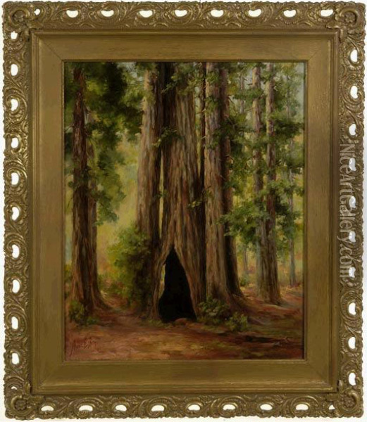 In Muir Woods. Oil Painting - Anna Elizabeth Mathews Doty