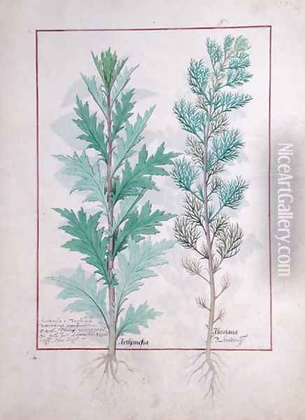 Two varieties of Artemesia, illustration from The Book of Simple Medicines by Mattheaus Platearius d.c.1161 c.1470 Oil Painting - Robinet Testard