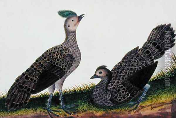 A Cock and Hen Kooaw Chirmin from 'Drawings of Birds from Malacca', c.1805-18 Oil Painting - Anonymous Artist