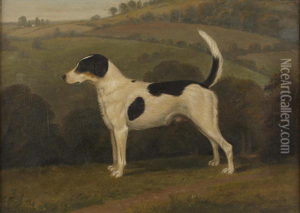 Forager, A Hound Oil Painting - James Barenger