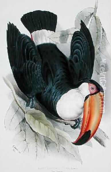 Toco Toucan Oil Painting - Edward Lear