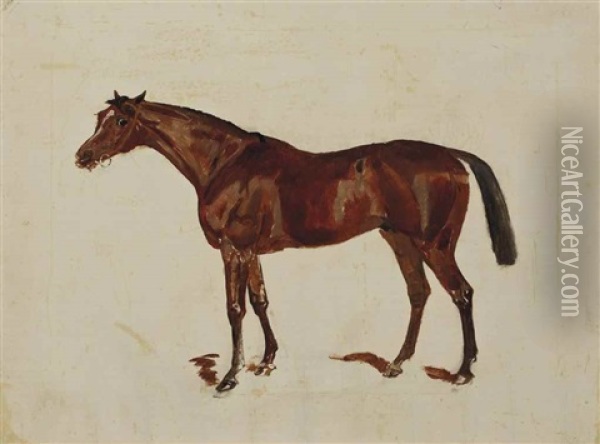 Sketch Of Minoru, A Bay Horse; And Three Sketches Of A Dark Bay Horse; A Bay Horse; A Chestnut Horse Oil Painting - James Lynwood Palmer