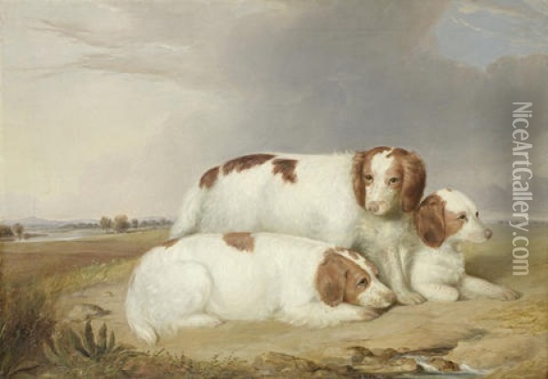 A Portrait Of Three Red And White Spaniels Oil Painting - William R. Robinson