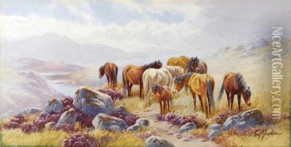 Ponies On Dartmoor; Sheep On A Devonclifftop Oil Painting - Thomas, Tom Rowden