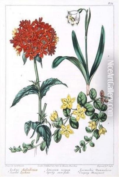 A Collection Of Eleven Hand Coloured Book Plates Of Flower Studies Oil Painting - Sydenham Teast Edwards