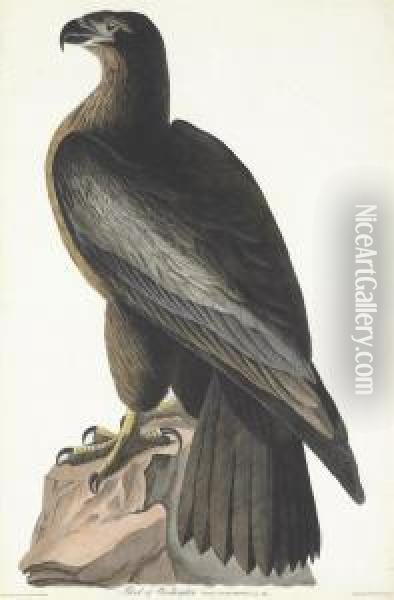 Falco Washingtonii Oil Painting - Robert I Havell