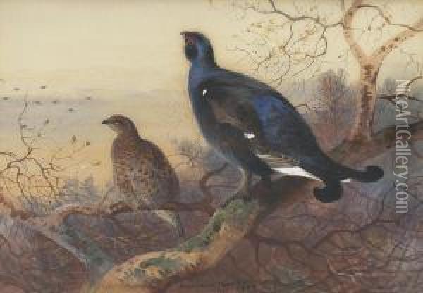 A Blackcock And Grey Hen Perched In The Treetops At Sunset Oil Painting - Archibald Thorburn