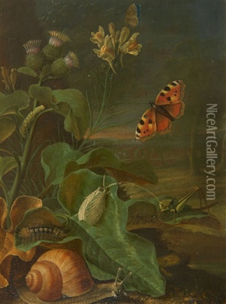 Still Life With Plants And Insects Oil Painting - Johann Adalbert Angermayer