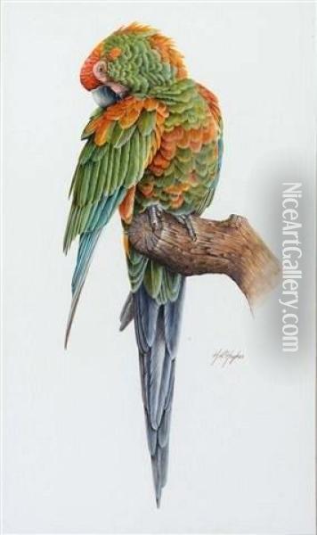 A Parrot On A Tree Stump Oil Painting - H. Hughes