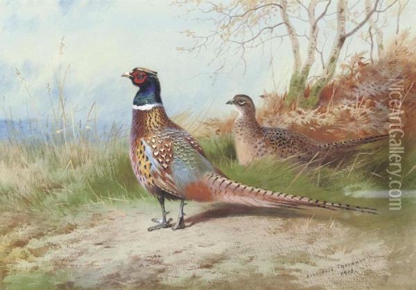 A Cock And Hen Pheasant Emerging From Bracken Oil Painting - Archibald Thorburn