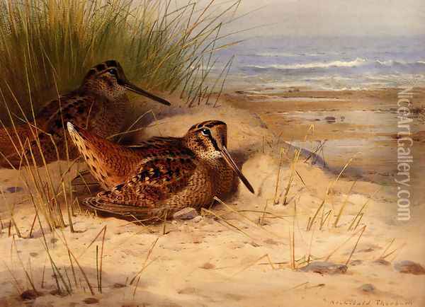 Woodcock Nesting On A Beach Oil Painting - Archibald Thorburn