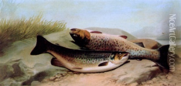 Salmon On A Riverbank Oil Painting - John Bucknell Russell