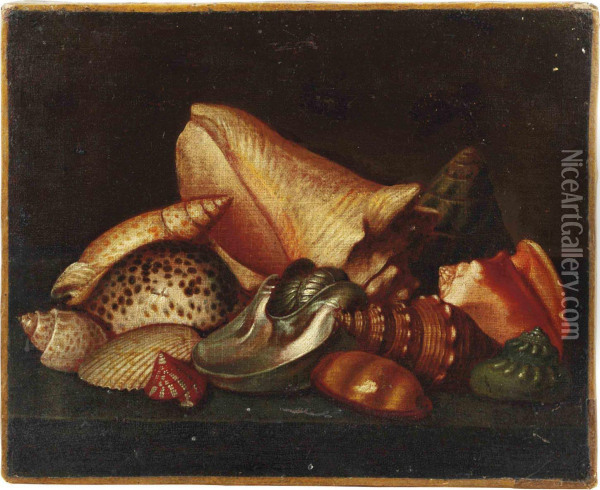 Exotic Shells On A Ledge Oil Painting - Jacques Linard