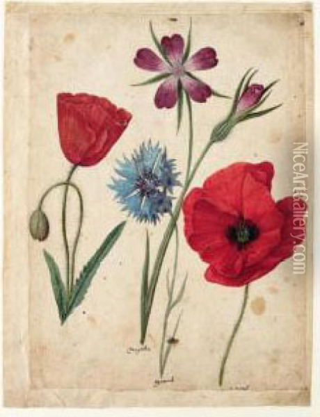A Sheet Of Studies Of Flowers: Two Corn Poppies, A Corn Cockle And A Cornflower Oil Painting - Jacques (de Morgues) Le Moyne