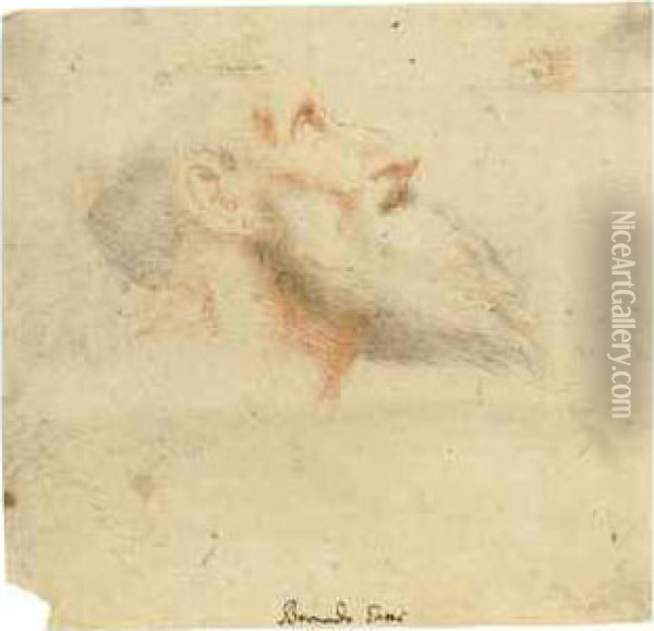 Head Of A Bearded Man Looking Up To The Right Oil Painting - Bernardino Gatti, Il Sojaro