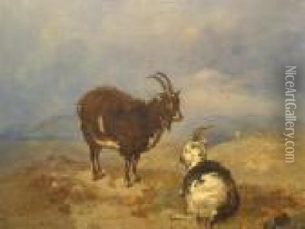 Laid Onboard, A Study Of Two Goats In Upland Landscape Oil Painting - Alfred H. Green