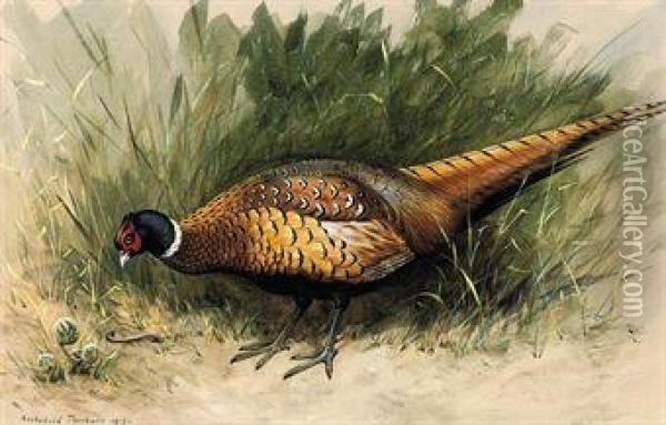 A Foraging Pheasant Oil Painting - Archibald Thorburn