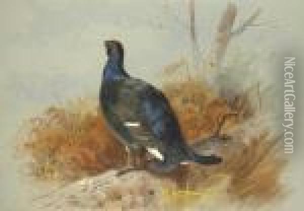 A Blackcock Calling From The Undergrowth Oil Painting - Archibald Thorburn