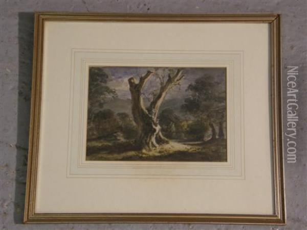 Study Of A Tree Oil Painting - John Crampton