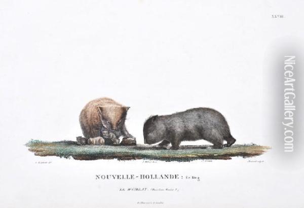 Nouvelle-hollande: Le Wombat (king Island Wombat) Oil Painting - Lesueur, Charles Alexandre