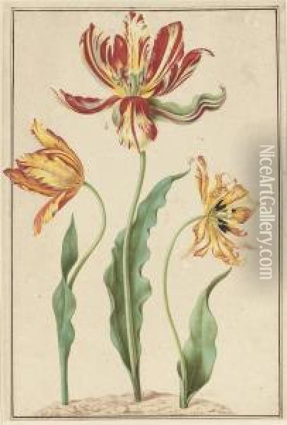Three Varieties Of Striped Tulip (tulipa Gesneriana Bicolor) Oil Painting - Jacob Marrel