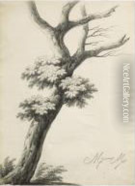Etude D'arbre Oil Painting - Alphonse N. Michel Mandevare