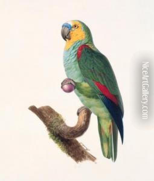 Amazone A Front Bleu, Male - 
Blue-fronted Amazon, Male - Amazona Aestiva. Native To South America. Oil Painting - Jacques Barraband