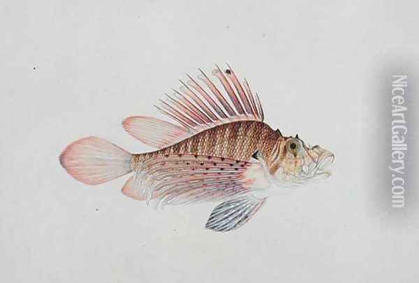 Eekan Linqah Singah, from 'Drawings of Fishes from Malacca', c.1805-18 Oil Painting - Anonymous Artist