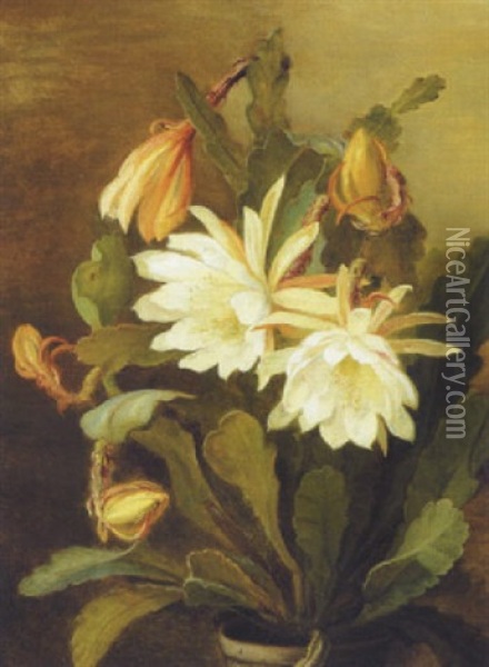 Hvid Bladkaktus (epiphyllum Hybridum) Oil Painting - Signe Andreasen