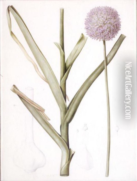 Allium Ampeloprasum Oil Painting - Pierre-Joseph Redoute